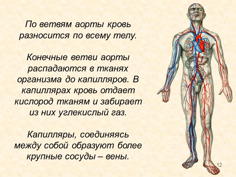 12 По ветвям аорты кровь разносится по всему телу.   Конечные ветви аорты